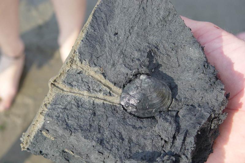 Entdeckung beim Wattspaziergang | © Eke Eijgelaar