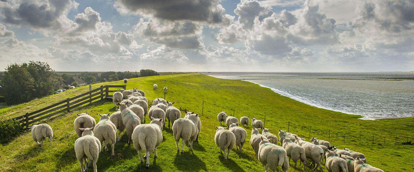Schafe am Nordsee-Deich