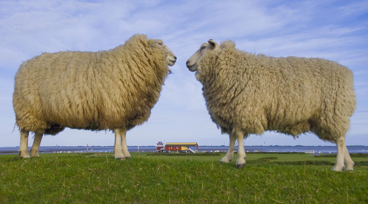 Schafe am Deich, Husum/Nordsee